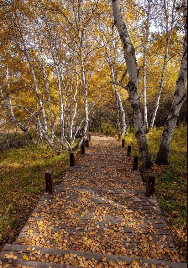 層林盡染的黃崗梁,許你一個秋天的童話 層林盡染的黃崗梁,許你一個秋天的童話