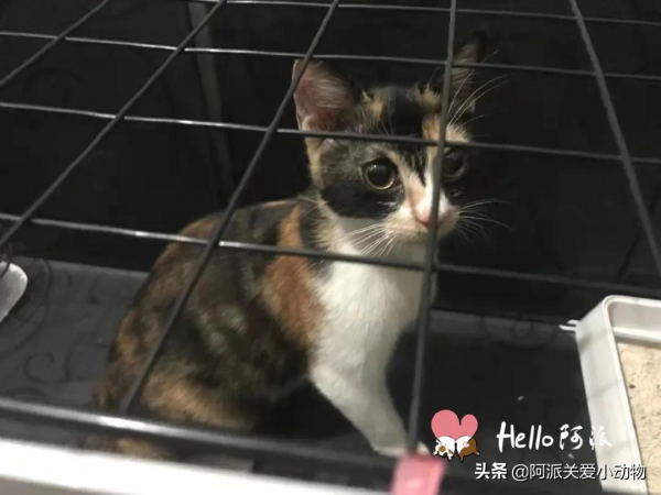 阿派救助基金公示 : 碰瓷大王，未成年三花少女的心機得逞