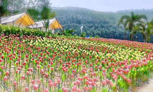 網紅野奢露營,望星而眠——聞鳥而醒,暢玩整個週末 網紅野奢露營,望星而眠——聞鳥而醒,暢玩整個週末