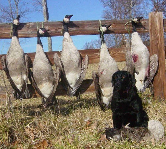拉布拉多犬——最受歡迎的犬種！養它必須瞭解的5件事