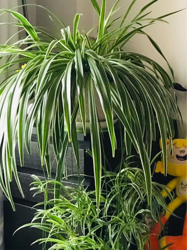 30種觀葉植物，能觀賞也淨化空氣，總有一種你養過