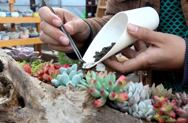 多肉植物愛當“單身狗”？用3個方法，快速讓它“拖家帶口”