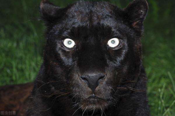 美洲獅來了！英國人民為何恐慌？因為抗疫封城，造成人退獅進