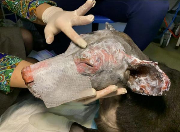 懷孕狗狗衝進火場救出主人，結果卻被遺棄：醫療費用實在太高了