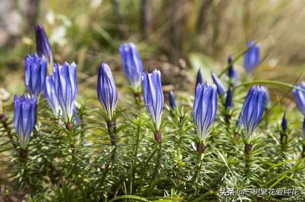 一年四季種啥花，推薦這56種花，詳細特點，讓你買到更適合自己的