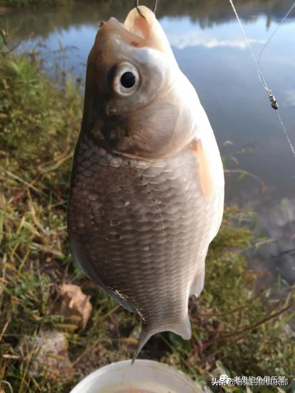 殺坑三角炮釣鯽魚，連竿狂拉