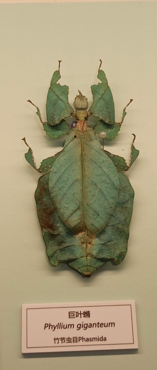 北京自然博物館竹節蟲