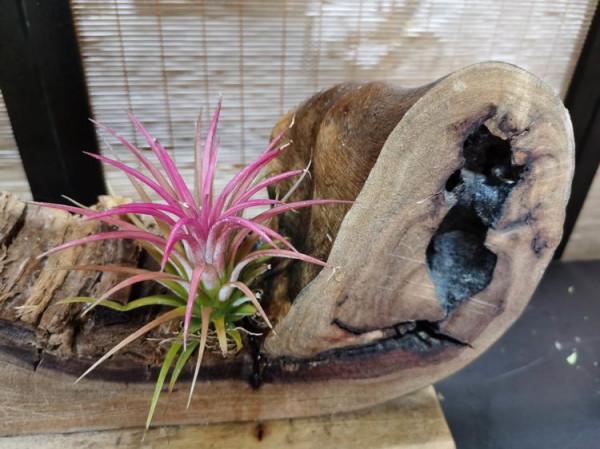 快春節了，來一波超讚木頭風園藝佳作欣賞