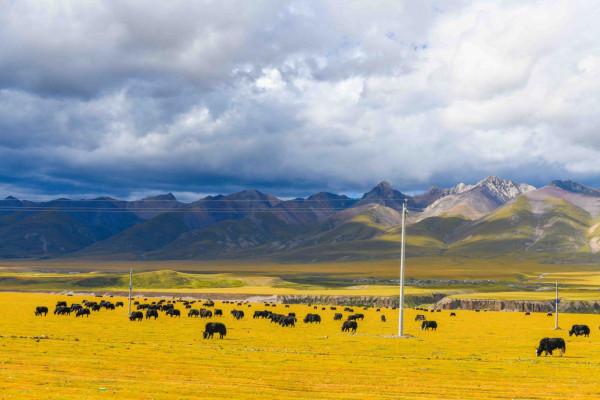 西藏超值得去的草原，是我國五大牧場之一，也是遊牧文化的繁衍地