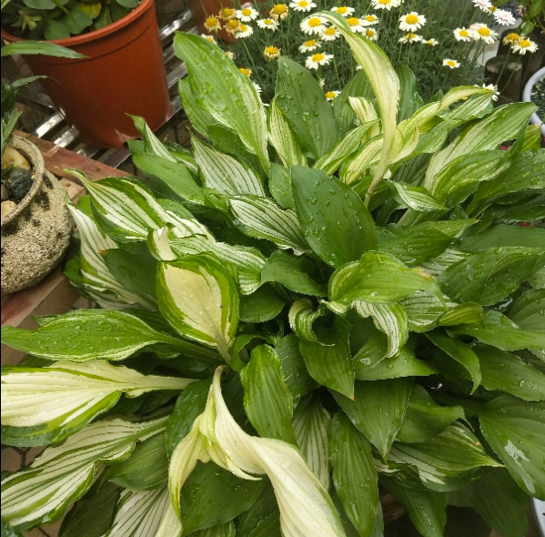 綠蘿都過時了,6種彩色葉子花,隨便一棵都美成油畫 綠蘿都過時了,6種彩色葉子花,隨便一棵都美成油畫