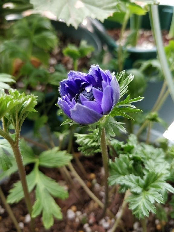 銀蓮花種球像話梅乾，開花卻輕盈飄逸，現在種初春就開花