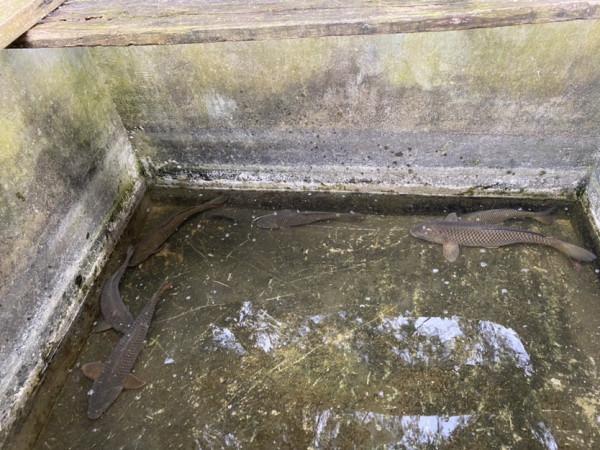 「秋釣」升鍾湖垂釣，改變線組，漁獲滿倉