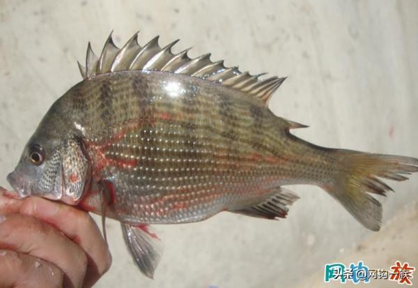 1991年我上小學5年級第一次上海釣胖頭魚