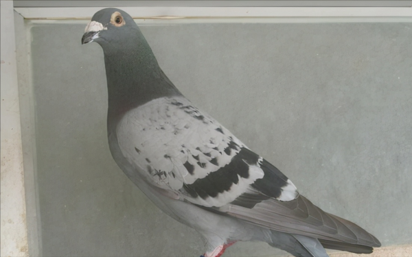 這種羽色的鴿子育種很有用 這種羽色的鴿子育種很有用