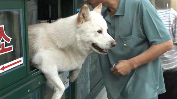 這隻狗狗是“商業奇才”,一天都堅守在售票口上,與人類“說話” 這隻狗狗是“商業奇才”,一天都堅守在售票口上,與人類“說話”