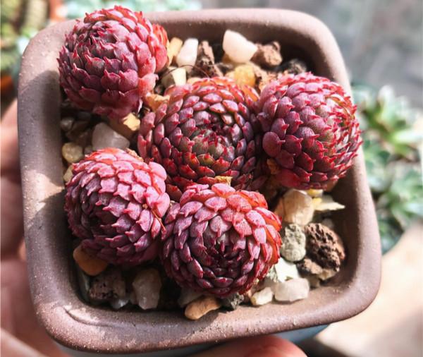 100種常見多肉圖鑑，比花還美，你認識幾種？