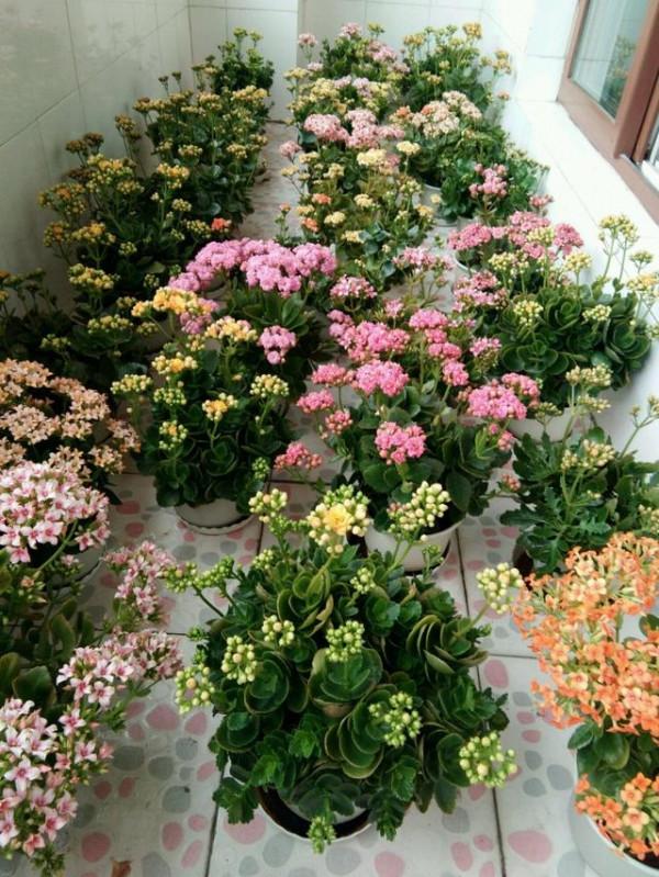 能養成老樁的“7種花”,吉祥大氣“生長年限長”,越養越喜歡 能養成老樁的“7種花”,吉祥大氣“生長年限長”,越養越喜歡