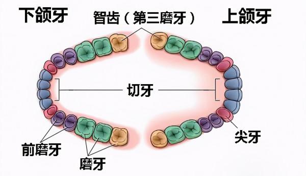 醫學、一夫一妻導致自然選擇失效,人類進化停止?研究:正在加速 醫學、一夫一妻導致自然選擇失效,人類進化停止?研究:正在加速
