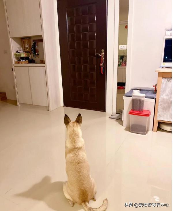 狗狗蹲坐在門口等爸爸4小時，爸爸一回家秒變嚶嚶怪：我好想你