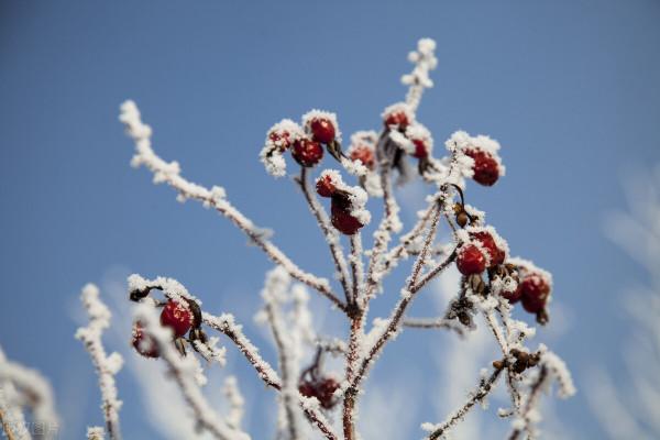 數九天到，食補跟上！滋補家常菜少不了，簡單易做上手又快