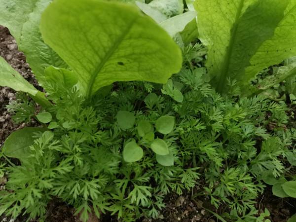 這5種快菜一年四季都可以種，只要1塊錢的種子，28天就能爆盆採收