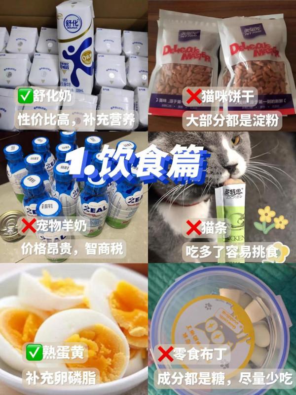 要想養貓不踩雷，這幾點要提前知道