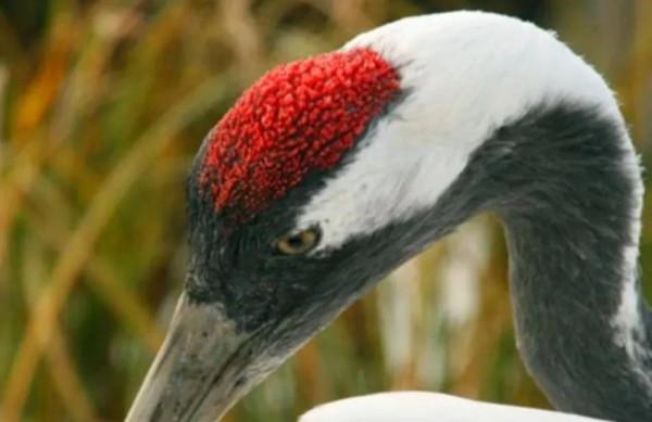 古人說的劇毒“鶴頂紅”，究竟指的是什麼？