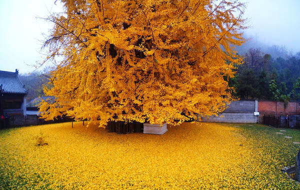 路上撿到“4顆”種子，扔進花盆，兩個月長成“小盆景”，很珍貴