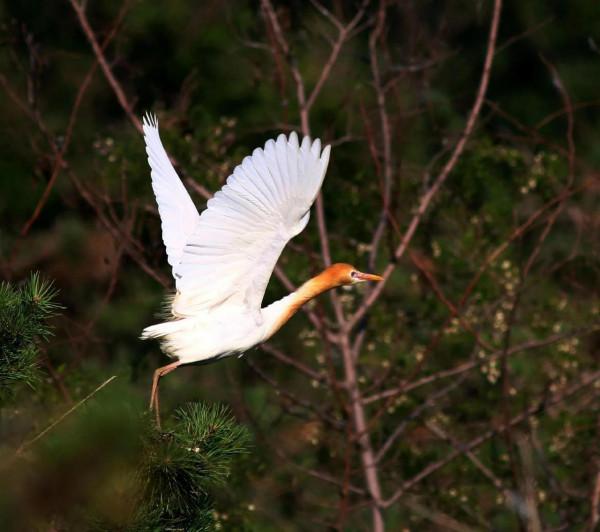 牛背鷺(學名Bubulcusibis) 牛背鷺(學名Bubulcusibis)