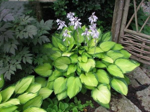 “24種”適合冬天種植的花草,現在種,來年春天花開滿園 “24種”適合冬天種植的花草,現在種,來年春天花開滿園