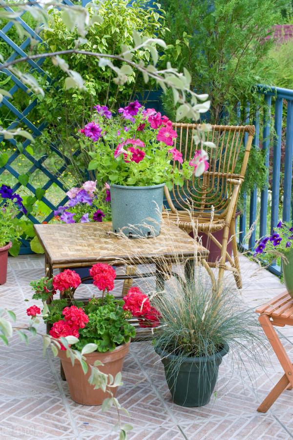 這才是正兒八經的花園：她用5種花，讓小院“秋色可餐”