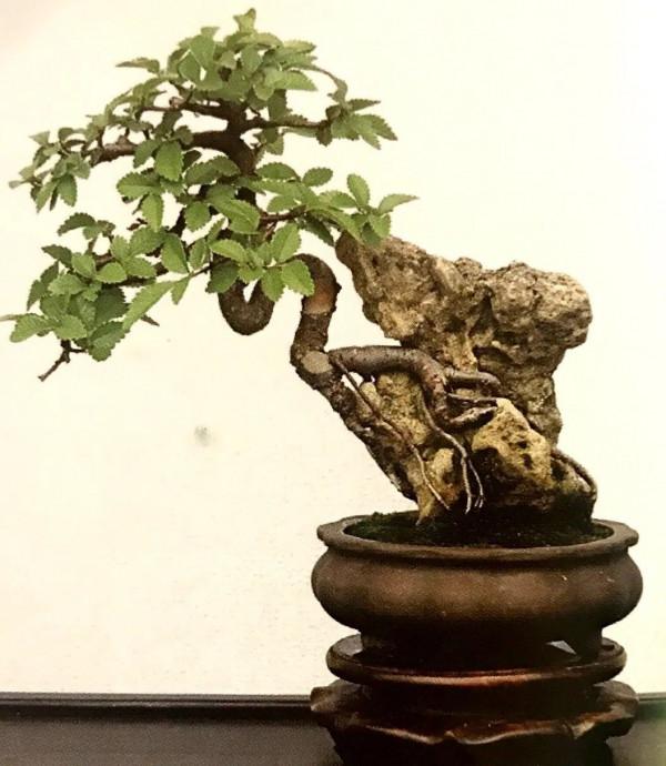 初見是毫不起眼的小苗，先養坯再造型，三年“脫胎”變盆景