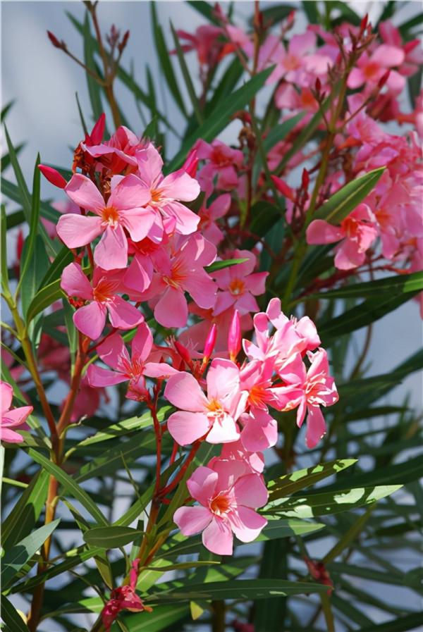 12種&OpenCurlyDoubleQuote;大毒花&rdquo;，長得很漂亮，家裡經常養，別碰它們，小心受傷