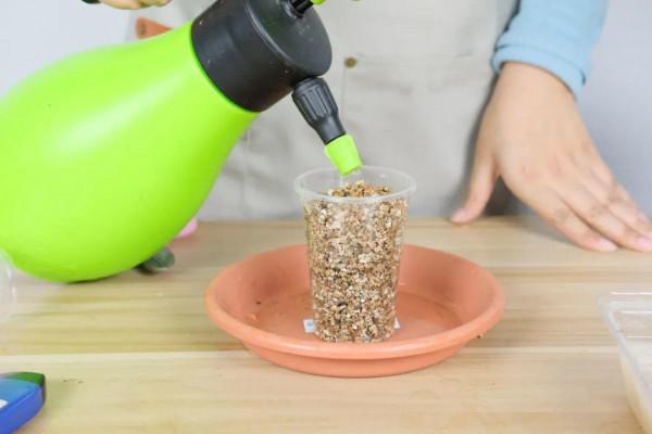 連陰雨天氣，最適合扦插，成活率超高