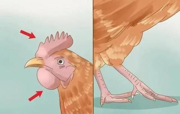 蛋雞養殖中如何及早發現問題