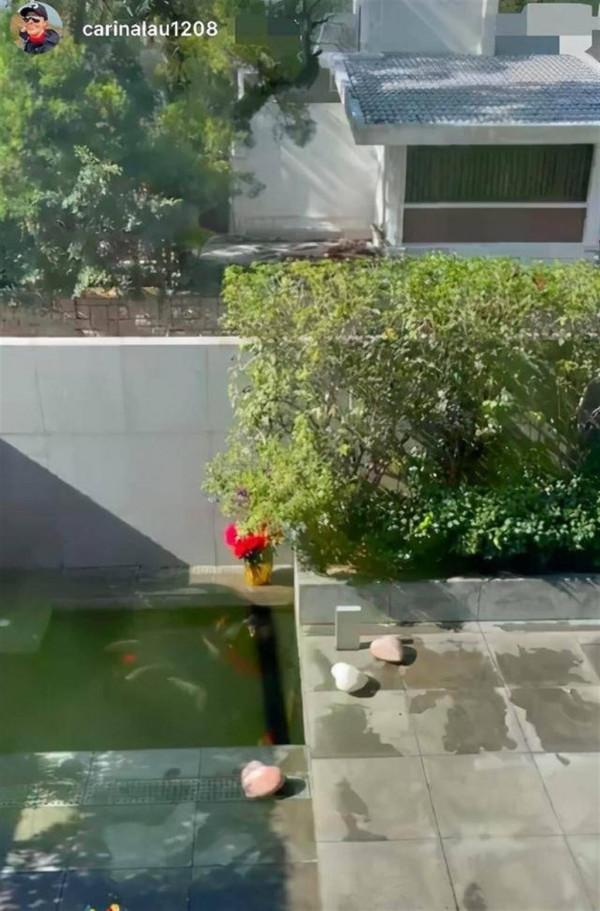 何超蓮曬豪宅錦鯉，每條價值超過4萬元，劉嘉玲也養了很多條