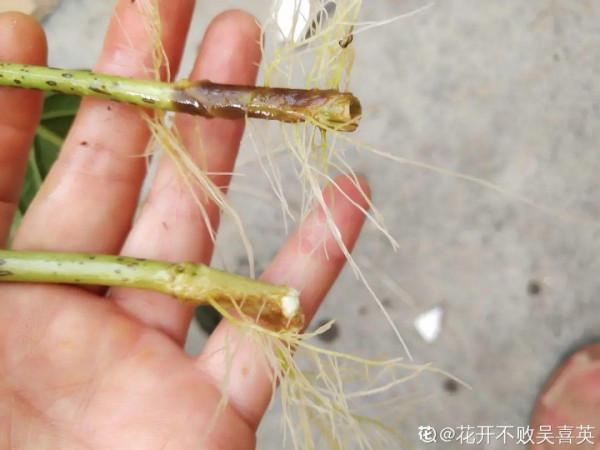 連陰雨天氣，最適合扦插，成活率超高