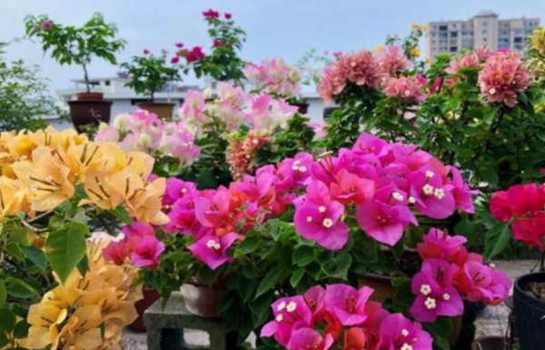 6種漂亮花，特別愛“吃醋”10天吃一杯，葉子油綠，花苞咕嚕嚕冒