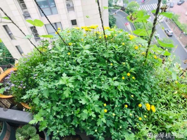 入秋一盆水，休眠的花“醒了”，猛長大花苞