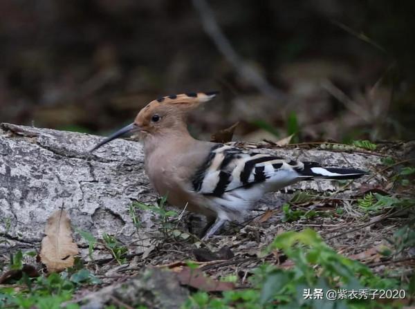 在華南植物園拍到了戴勝
