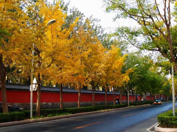 北京一神仙公園，一條大道濃縮京城最美秋色，門票2元地鐵直達