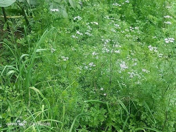 帶大家看看農村