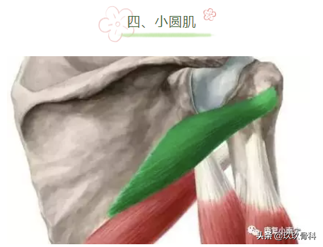 收藏 | 引發肩關節疼痛的肌肉彙總