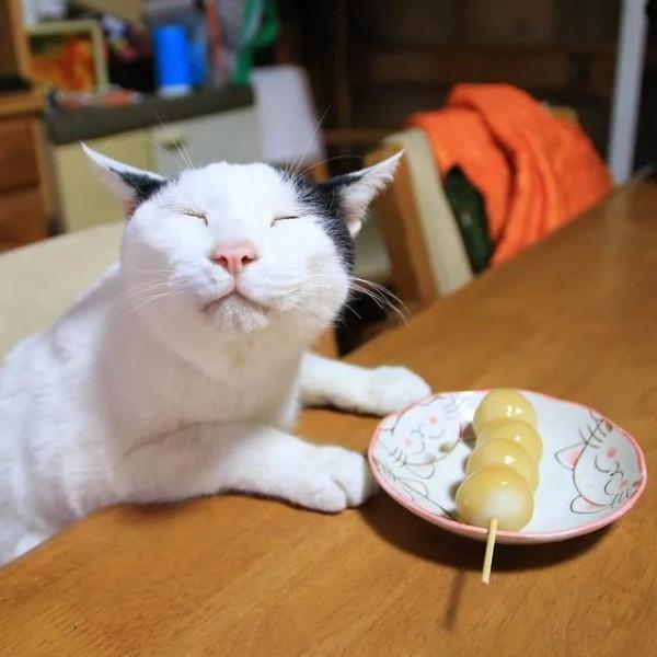 世界上還有這樣不饞嘴的貓咪？我不信