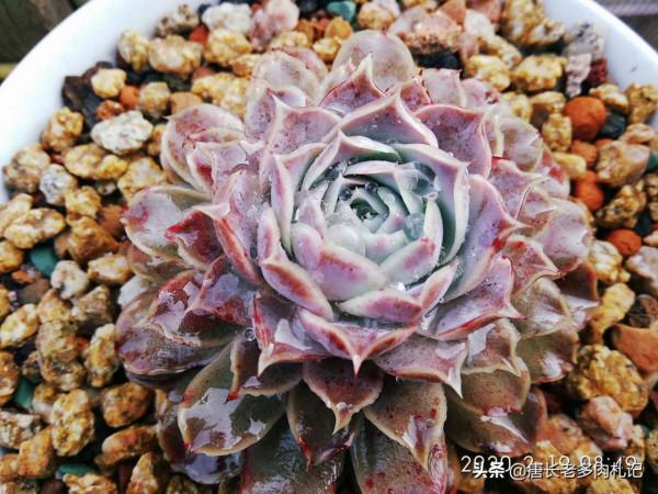 大開眼界,原來生活中的好多東西都可以拿來養多肉,這下可省錢了 大開眼界,原來生活中的好多東西都可以拿來養多肉,這下可省錢了