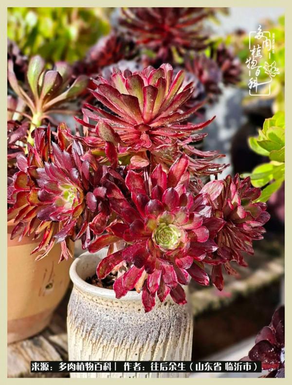 北方有多肉,絕世而獨立!一顧傾人城,再顧傾人國 北方有多肉,絕世而獨立!一顧傾人城,再顧傾人國