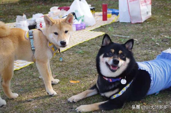 7天訓練出聽話的狗狗——成年犬的訓練特點與方法