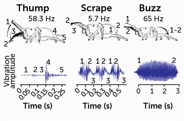跳蛛非凡的感官捕捉到了我們無法感知的世界 跳蛛非凡的感官捕捉到了我們無法感知的世界