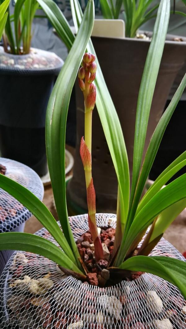 夏天養蘭花做好“三練”，容易開花不說，秋冬苗還會格外多