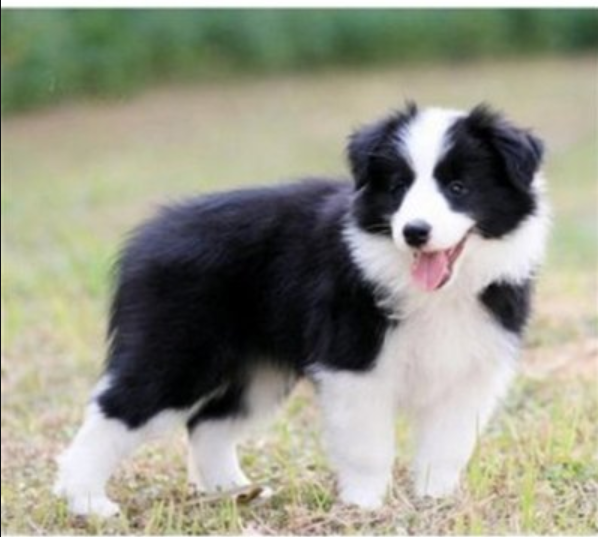 5種最好養的“漂亮狗”,給點吃的就能活,你都養過嗎? 5種最好養的“漂亮狗”,給點吃的就能活,你都養過嗎?